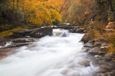 Ağaçlar ve nehirlerle dolu güzel sonbahar manzarası 