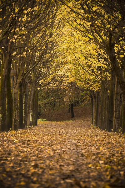 Paisaje otoñal con hermosas hojas de otoño — Foto de Stock