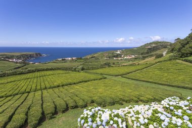 Porto Formoso çay tarlaları