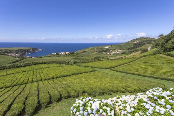 Porto Formoso çay tarlaları