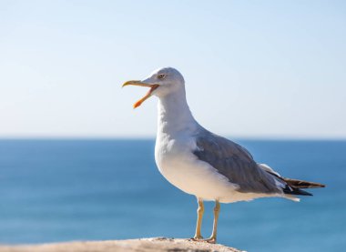 Martı ayakta mavi gökyüzü karşı