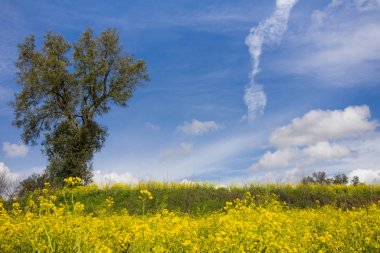 Güzel sarı dandelions, Bahar yatay