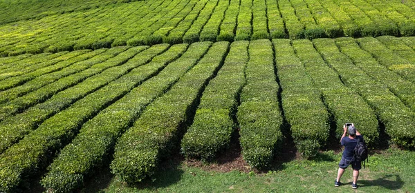 Touristen Fotografieren Teeplantagen Porto Formoso Sao Miguel Island Azores Portugal — Stockfoto