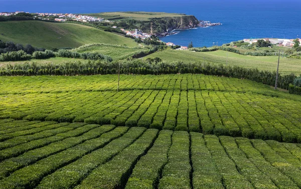 Teeplantagen Porto Formoso Sao Miguel Island Azores Portugal — Stockfoto