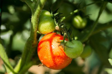 Reen domates Bahçe üzerinde çiy; yakın çekim