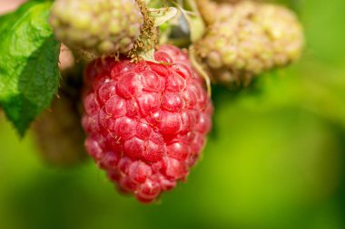 Ahududu Bahçe Şubesi