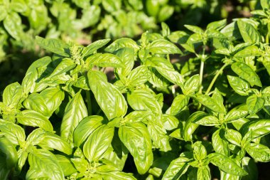 Taze fesleğen bahçede büyür