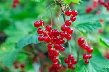 Çalının üzerinde kırmızı frenk üzümü