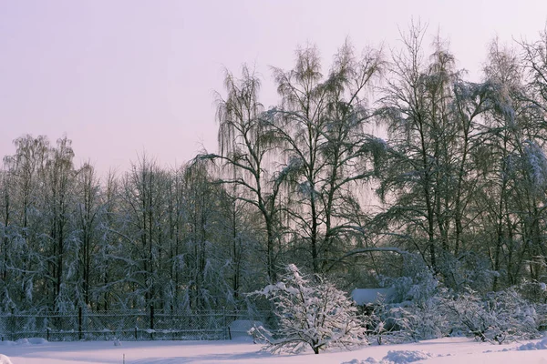 Téli erdő fákkal borított hó — Stock Fotó