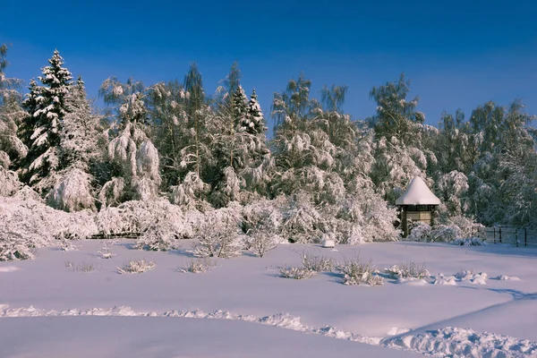 Floresta de inverno com árvores cobertas de neve — Fotografia de Stock