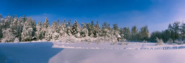 Vinterskog med träd täckta snö — Stockfoto