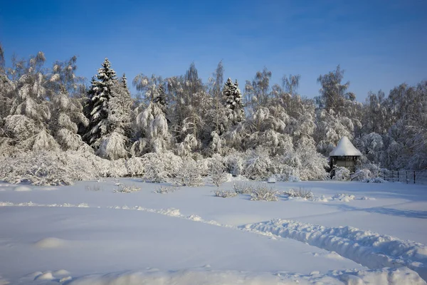 Winterwald mit Bäumen bedeckt Schnee — Stockfoto