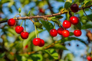 Yeşil yaprakların bulanık arka planında, yaz bahçesindeki bir dalda tatlı bir kirazın kırmızı meyveleri. Yaklaş. Seçici odak