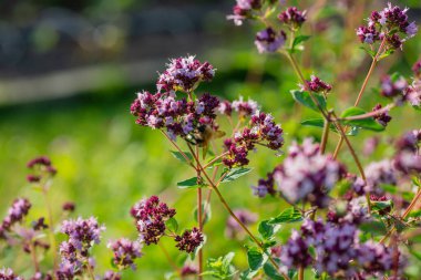 Sarımsak çiçeği bir yaz bahçesinde yakın plan tarafından fotoğraflandı..