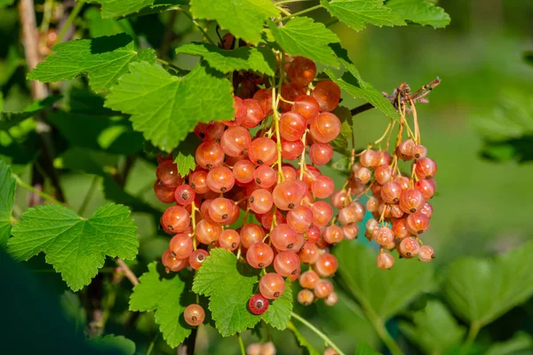 Transparent Red Currant Berries Branch Illuminated Sunlight — Stock Photo, Image