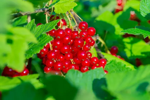 Transparent Red Currant Berries Branch Illuminated Sunlight — Stock Photo, Image
