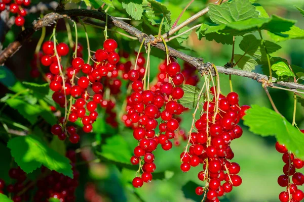 Bacche Ribes Rosso Trasparente Ramo Illuminate Dalla Luce Del Sole Foto Stock