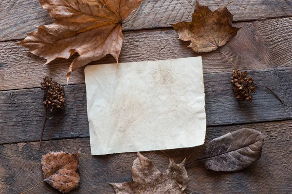 Folha limpa de papel com folhas — Fotografia de Stock