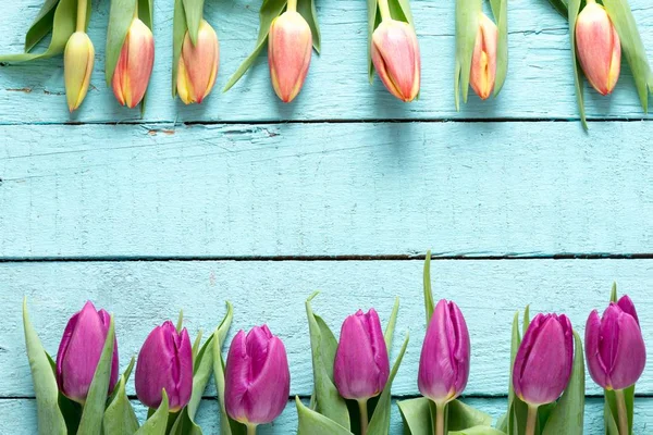 Bei tulipani primaverili — Foto Stock