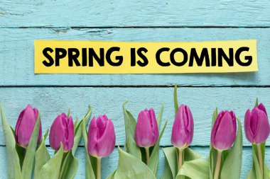 Ahşap üzerine taze laleler