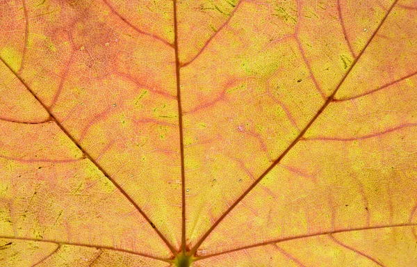 Κοντινό Πλάνο Του Φθινοπώρου Φύλλα Φόντο — Φωτογραφία Αρχείου