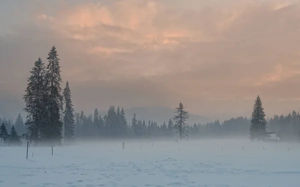 Güzel Kış Orman Ağaçları Ile Karla Kaplı — Stok fotoğraf