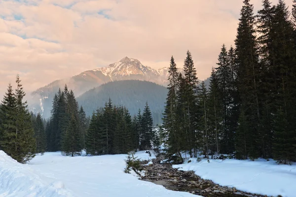 Vackra Vinter Skog Med Träd Täckt Snö — Stockfoto