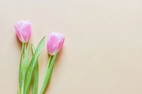 米色背景的美丽的粉红色郁金香花 国际妇女节概念 — 图库照片