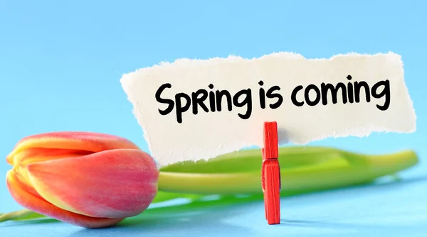 Primavera Sta Arrivando Iscrizione Tulipano — Foto Stock