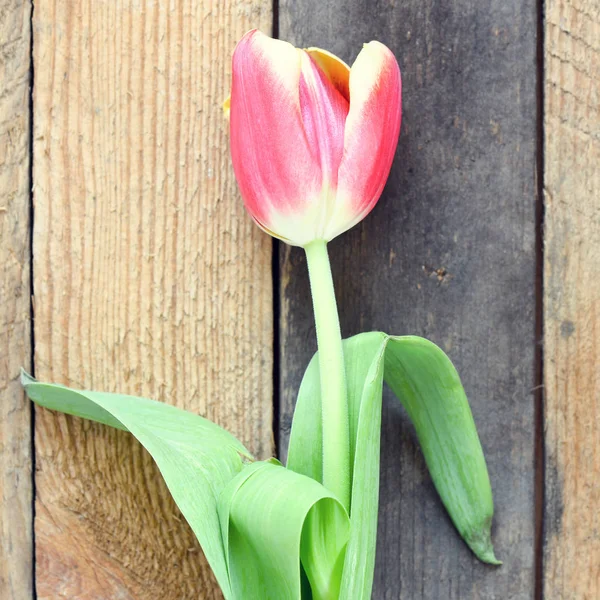 Świeży Tulip Podłoże Drewniane Wit Kopiować Przestrzeń — Zdjęcie stockowe