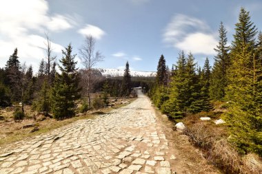 Güzel doğa arka plan ile sonbahar orman