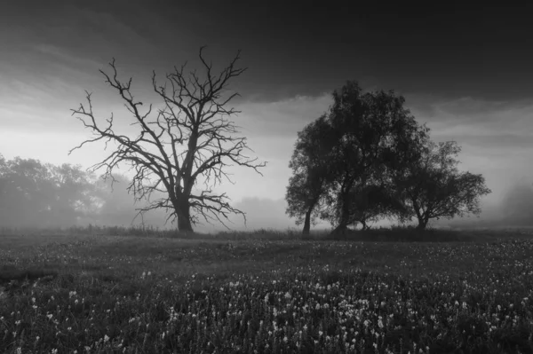 Black White Image Lonely Desolated Trees Moody Stormy Sky Background — Stock Photo, Image