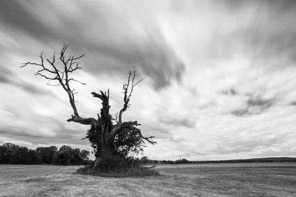 Black White Image Lonely Desolated Trees Moody Stormy Sky Background — Stock Photo, Image