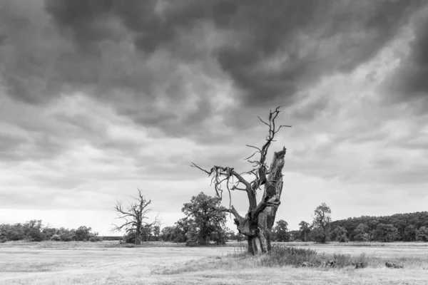 Krajobraz Starych Drzew Przyrodzie Czarno Białe Fotografie Wysokiej Rozdzielczości — Zdjęcie stockowe