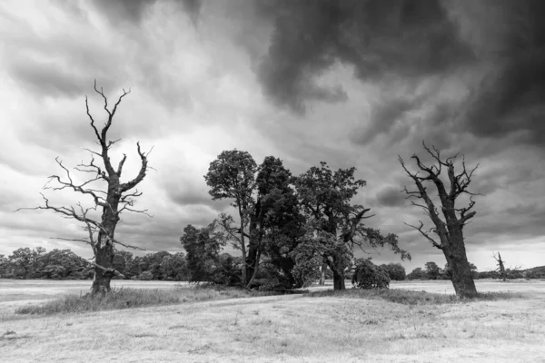 Doğadaki Yaşlı Ağaçların Manzarası Siyah Beyaz Yüksek Çözünürlüklü Fotoğrafçılık — Stok fotoğraf