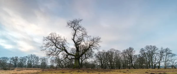 Gamla Träd Morgonen Rogalin Landskap Rogalinparken — Stockfoto