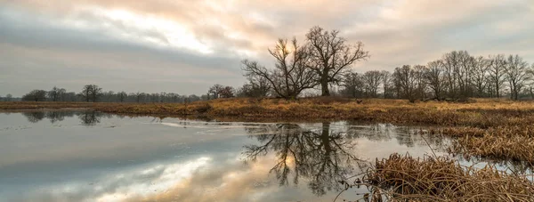 Old Trees Morning Rogalin Landscape Rogalin Park — Stock Photo, Image