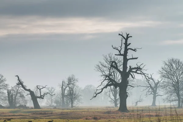 Gamla Träd Morgonen Rogalin Landskap Rogalinparken — Stockfoto