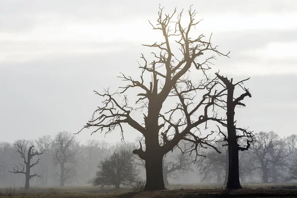 Old Trees Morning Rogalin Landscape Rogalin Park — Stock Photo, Image