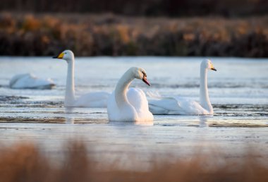 Doğal ortamda vızıldayan kuğu. Sabahın erken saatlerinde bataklıkta.