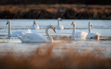 Doğal ortamda vızıldayan kuğu. Sabahın erken saatlerinde bataklıkta.