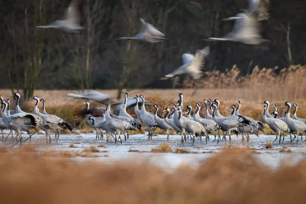 Żuraw Pospolity Grus Grus Środowisku Naturalnym Wczesnym Rankiem Mokradłach — Zdjęcie stockowe