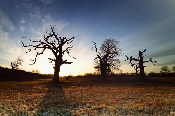 Morning Rogalin Landscape Park — Stock Photo, Image