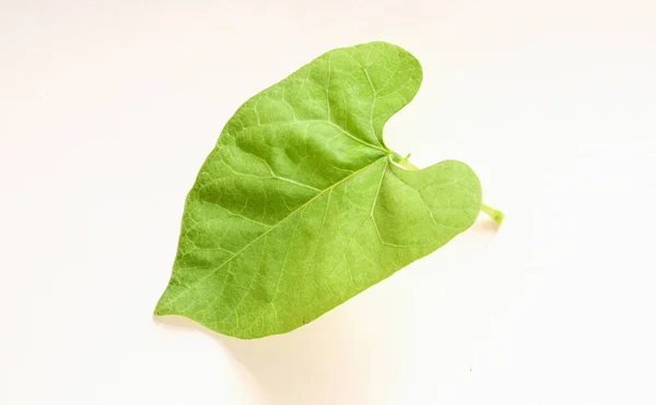 Green Leaf Isolated White Background — Stock Photo, Image