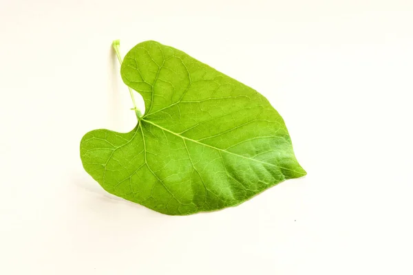 Beyaz Arkaplanda Yeşil Yaprak Izole Edildi — Stok fotoğraf