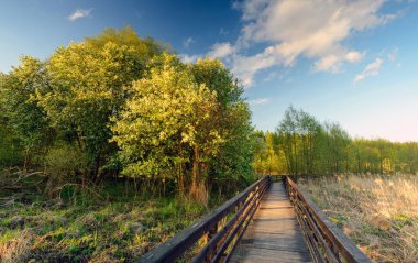 Parkın manzarası. Parkta bulutlu bir günde gün doğumu
