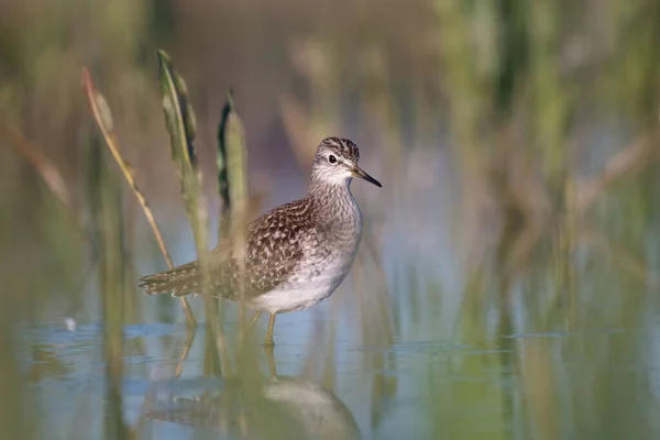 Waldwasserläufer Tringa Glareola Flachen Wasser — Stockfoto