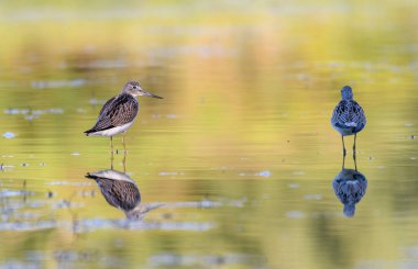 Vahşi doğada yaygın Greenshank (Tringa nebularia).
