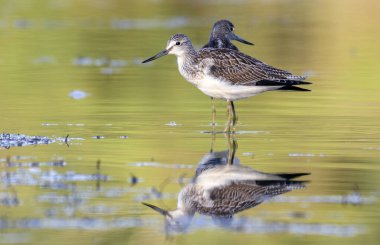 Vahşi doğada yaygın Greenshank (Tringa nebularia).