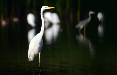 Gölette beyaz balıkçıl. Doğal ortamda bir balıkçıl fotoğrafı..